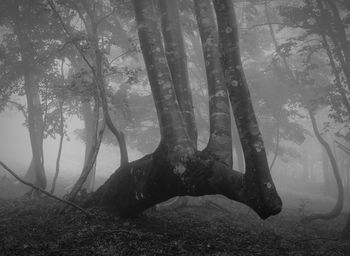 Trees in forest