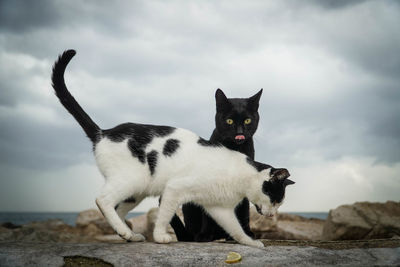 Close-up of cats against sky