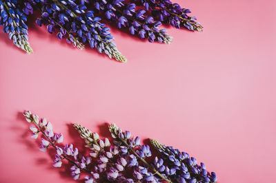 Close-up of pink flowering plant against red background