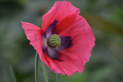 Close-up of red hibiscus flower