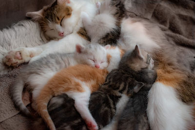 High angle view of cats sleeping