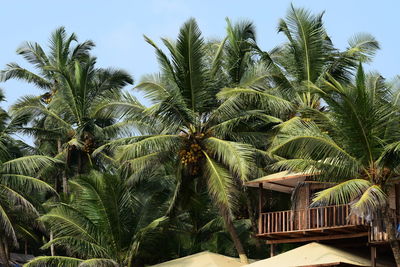 Palm trees on beach against sky