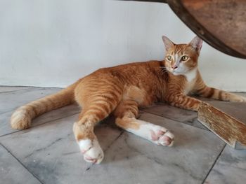 Portrait of cat lying on floor