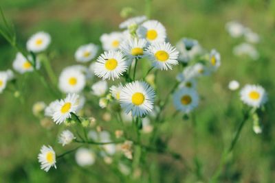 Close-up of white daisy flowers blooming in field