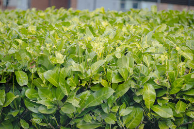 Close-up of fresh green leaves