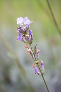 Close-up of purple flowers