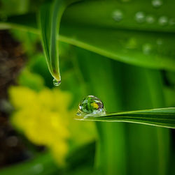 Close-up of water drop on leaf