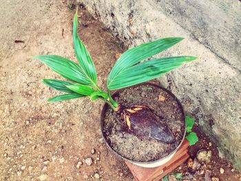 High angle view of plant growing on field