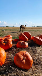 View of a standing camel against the sky