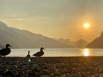 Birds on beach against sky during sunset