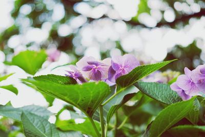 Close-up of purple flowers