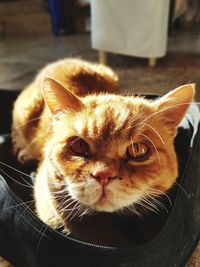 Close-up portrait of cat relaxing