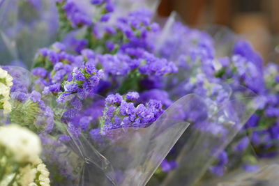 Close-up of purple flowering plant