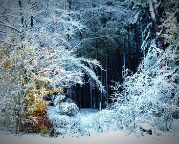 Snow covered trees in forest