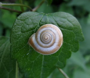 Close-up of snail on plant