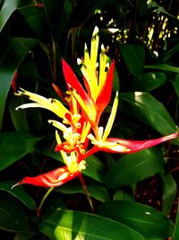 Close-up of orange flowering plant