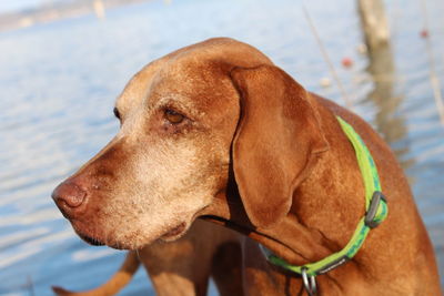 Close-up of dog by water