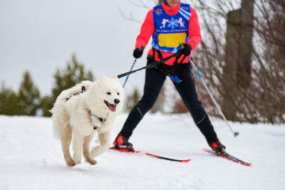 View of a dog on snow