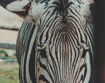 Close-up of a zebra