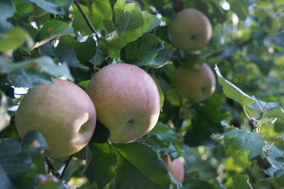 Close-up of apple growing on tree