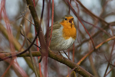 Close-up of bird perching on branch