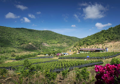 Scenic view of agricultural field against sky