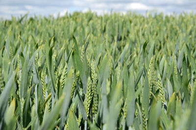 Close-up of wheat field