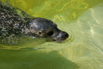 Close-up of seals swimming in reservoir