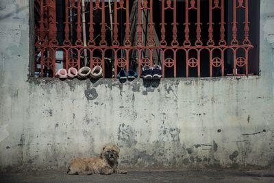 View of dog on wall
