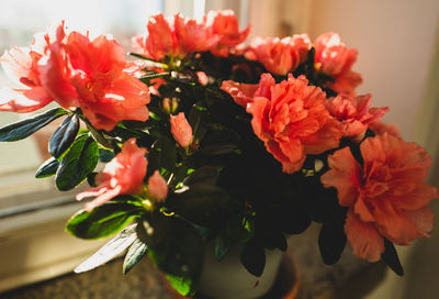 Close-up of red flowering plant