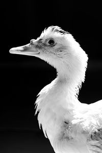 Close-up of seagull