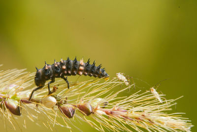 Close-up of insect on plant