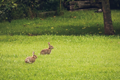 Ducks on a field