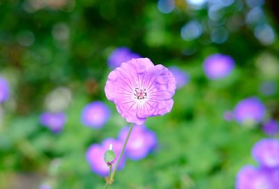 Close-up of pink flowers