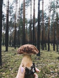 Cropped hand of woman holding mushroom in forest