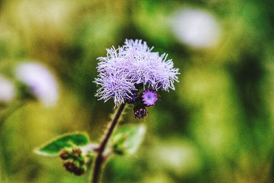 Close-up of purple flower blooming outdoors