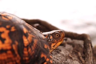 Close-up of lizard