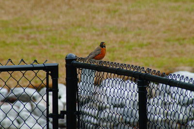 Bird perching on a fence