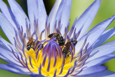 Close-up of bees pollinating on violet lotus water lily at park