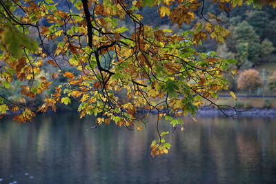 Tree by lake during autumn