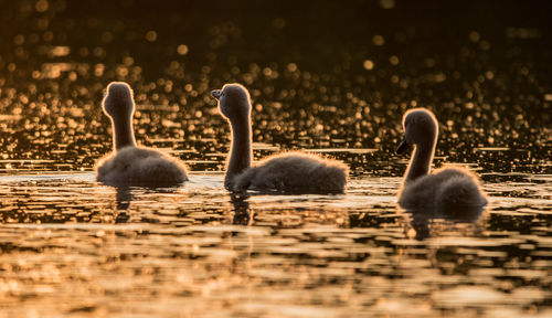 Swans and ducks swimming in lake