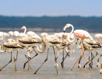 Birds in lake