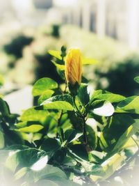 Close-up of yellow flower