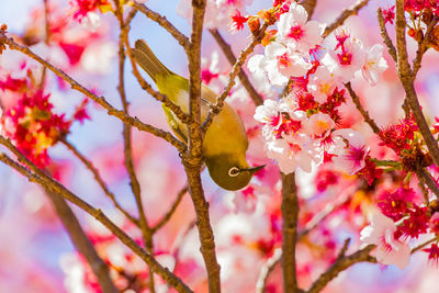 Close-up of bird perching cherry blossoms