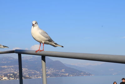 Low angle view of seagull perching on railing against clear blue sky