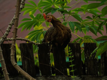 Bird perching on a branch