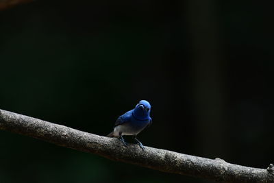 Close-up of bird perching on branch