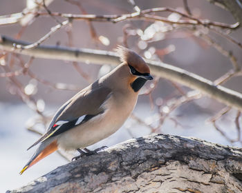 Close-up of bird perching on branch