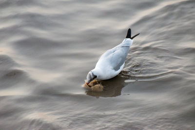 Seagull flying over sea