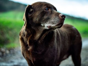 Close-up of dog looking away